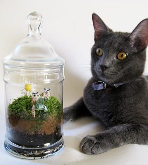 Apothecary Jar Moss Terrarium – How To-sday thumbnail