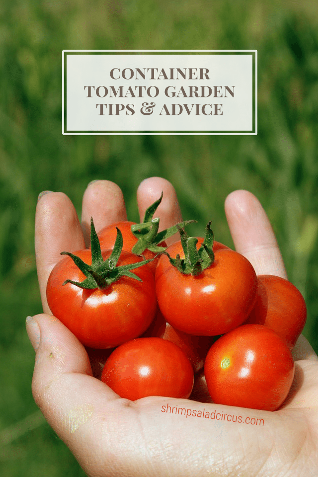 Container Tomato Gardening