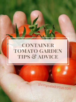 Container Tomato Gardening – How To-sday thumbnail