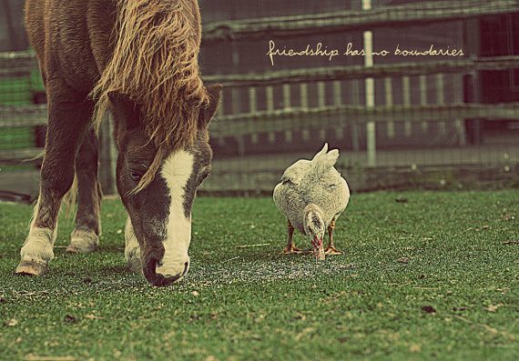 8 x 10 - Horse & Duck Eating Together (Free Shipping)