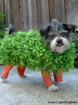 7 DIY Pet Halloween Costumes thumbnail