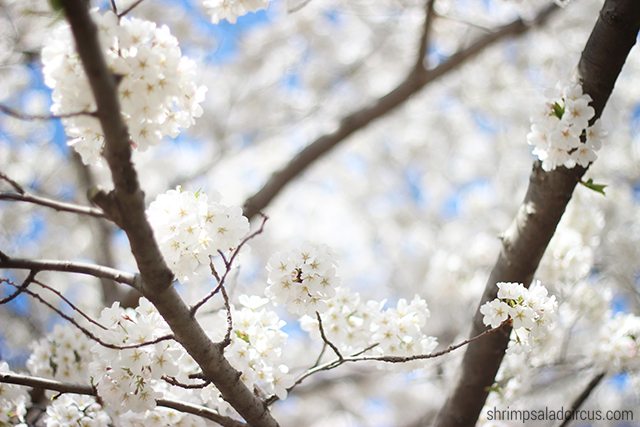 Cherry Blossom Festival 1