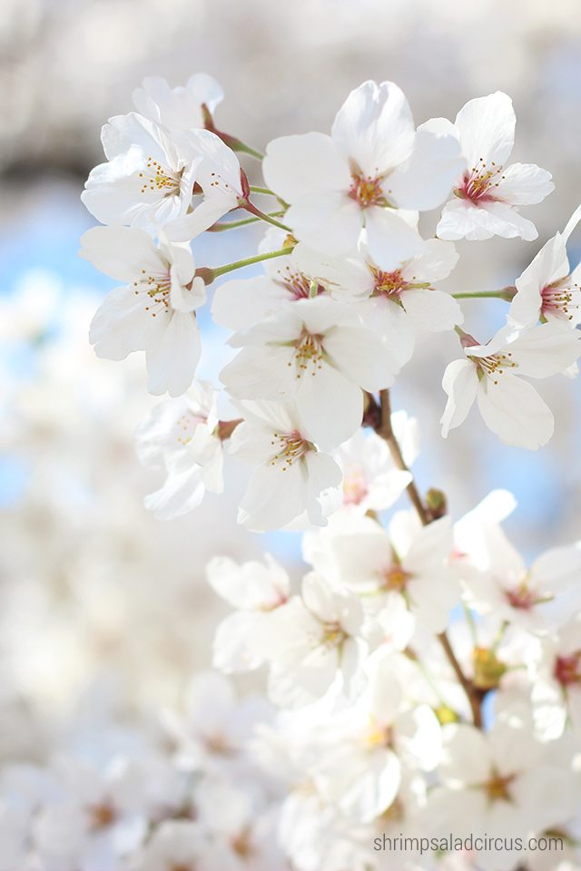 Cherry Blossom Festival 10