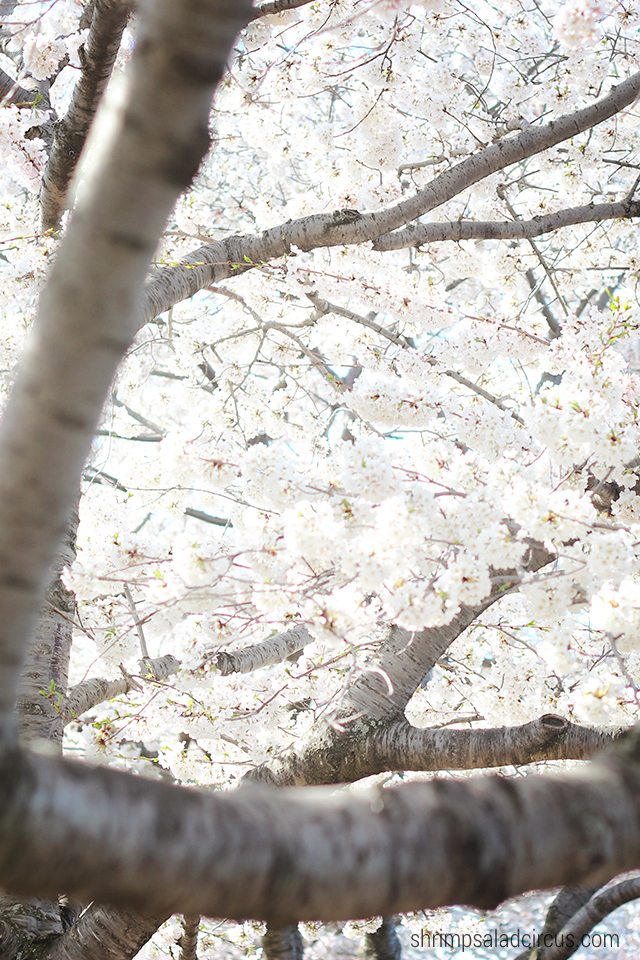 Cherry Blossom Festival 11