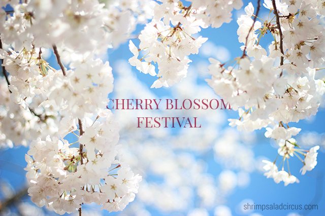 Cherry Blossom Festival 12