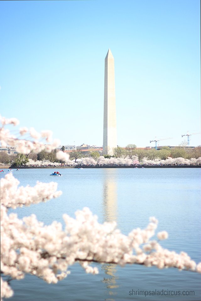 Cherry Blossom Festival 2