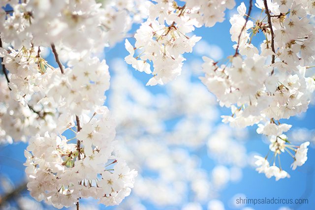 Cherry Blossom Festival 3