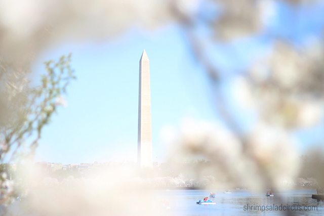 Cherry Blossom Festival 4