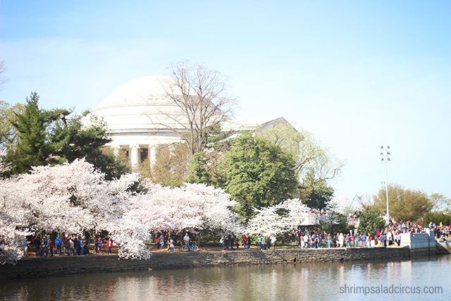 Cherry Blossom Festival 5