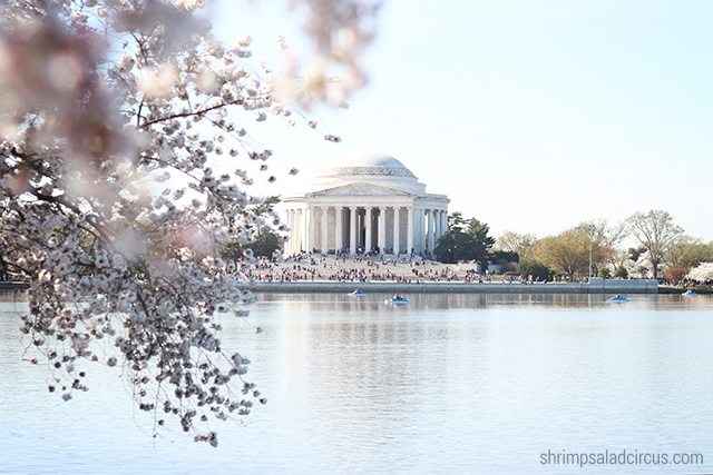 Cherry Blossom Festival 6