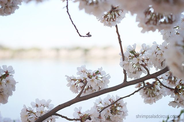 Cherry Blossom Festival 7