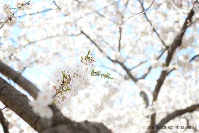 Cherry Blossom Festival 8