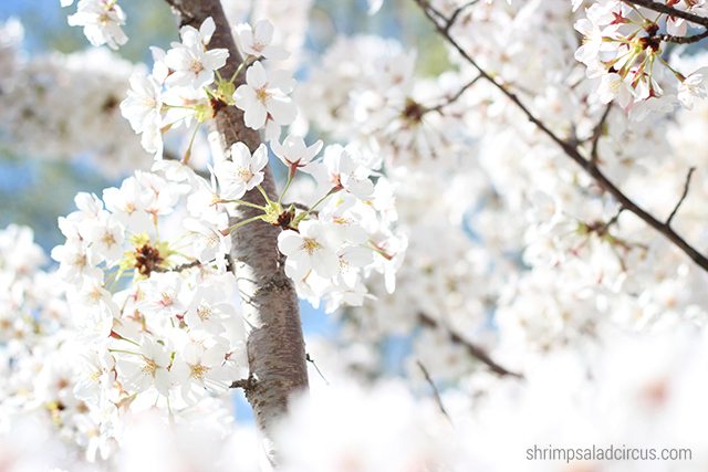 Cherry Blossom Festival 9
