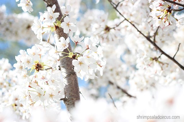 Cherry Blossom Festival 9