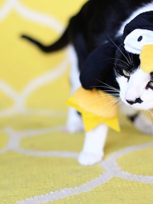 Rosco Dressed as a Penguin (Oh, and a Halloween Photo Contest!) thumbnail