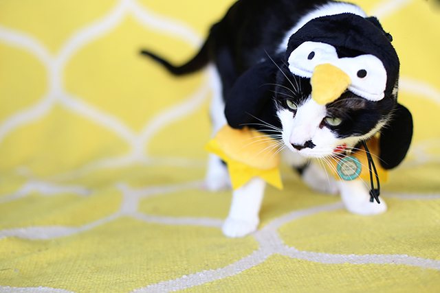 Penguin Cat Halloween Costume - Hairy & Scary Contest
