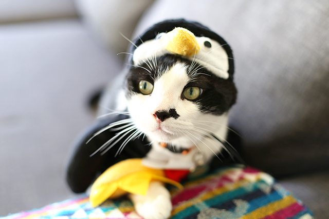 Cat in hotsell penguin costume