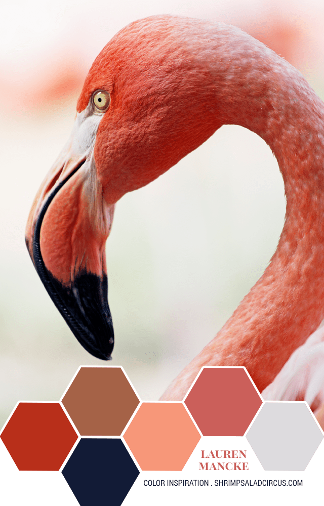 Color Inspiration - Pink Flamingo Color Palette