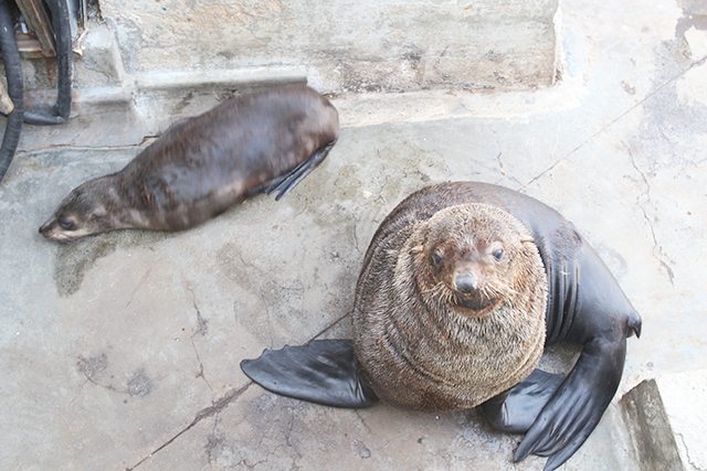 Cape Town Travel Guide - What to See - Fur Seals Lounging at the V&A Watefront