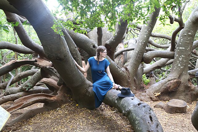 Cape Town Travel Guide - What to See - Kirstenbosch National Botanical Gardens Wild Almond Tree