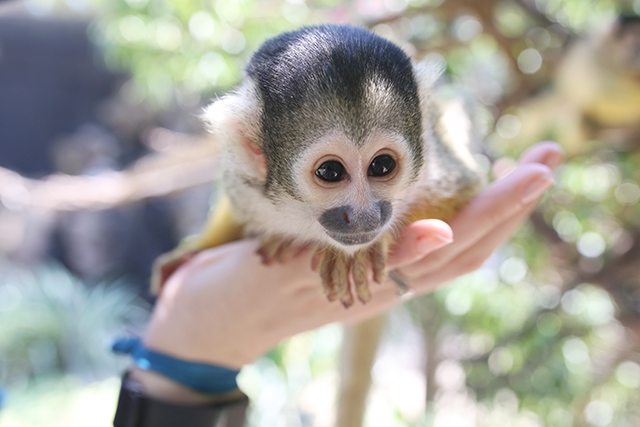 Cape Town Travel Guide - What to See - Squirrel Monkeys at World of Birds Wildlife Sanctuary