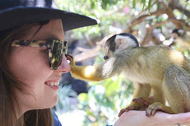 Cape Town Travel Guide - What to See - Squirrel Monkeys in the Monkey Jungle at World of Birds Wildlife Sanctuary
