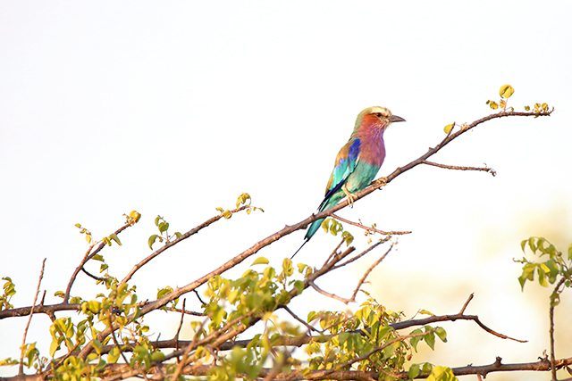 Safari at Kruger Travel Guide - What to Do - Bird Watching on Safari at Africa on Foot