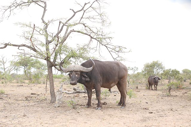 Safari at Kruger Travel Guide - What to Do - Drive Through Kruger National Wildlife Park - Buffalo