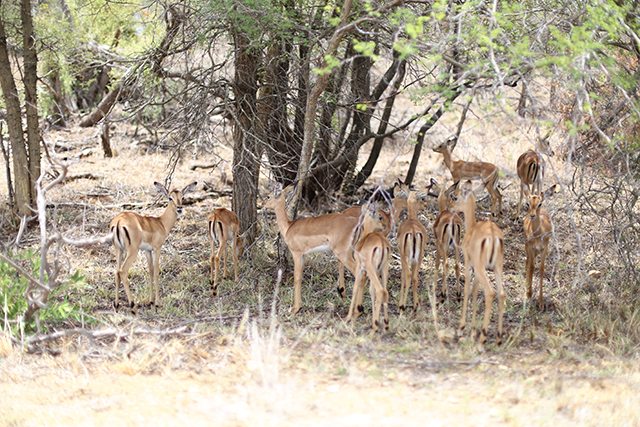 Safari at Kruger Travel Guide - What to Do - Drive Through Kruger National Wildlife Park - Herd of Impala Antelope