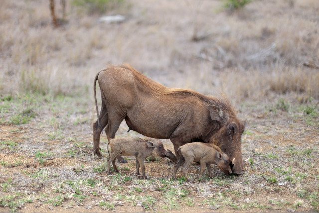 Safari at Kruger Travel Guide - What to Do - Drive Through Kruger National Wildlife Park - Mother and Baby Warthogs