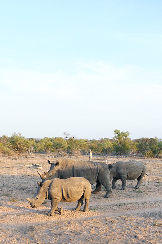 Safari at Kruger Travel Guide - What to Do - Driving Safari with Africa on Foot - Rhinos