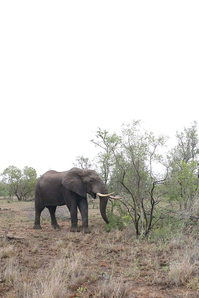 Safari at Kruger Travel Guide - What to Do - Elephant Sighting at Africa on Foot Safari Lodge