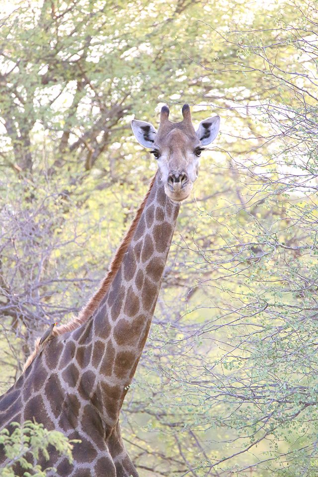 Safari at Kruger Travel Guide - What to Do - Giraffes on Driving Safari at Africa on Foot