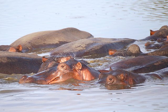 Safari at Kruger Travel Guide - What to Do - Hippos on Driving Safari at Africa on Foot