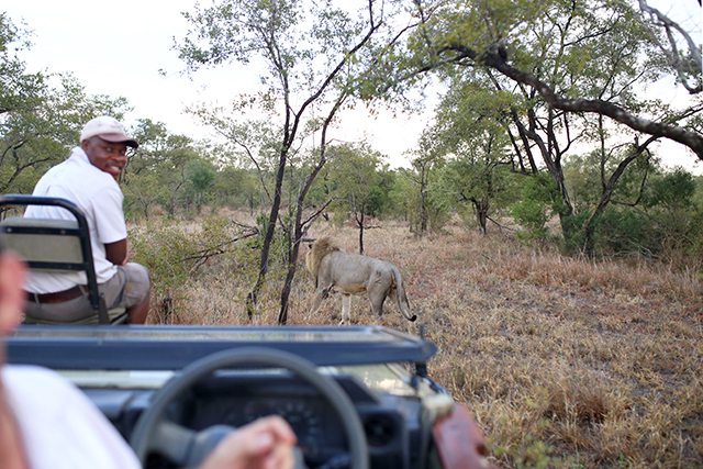 Safari at Kruger Travel Guide - What to Do - Lion Sighting During Driving Safari at Tintswalo Safari Lodge