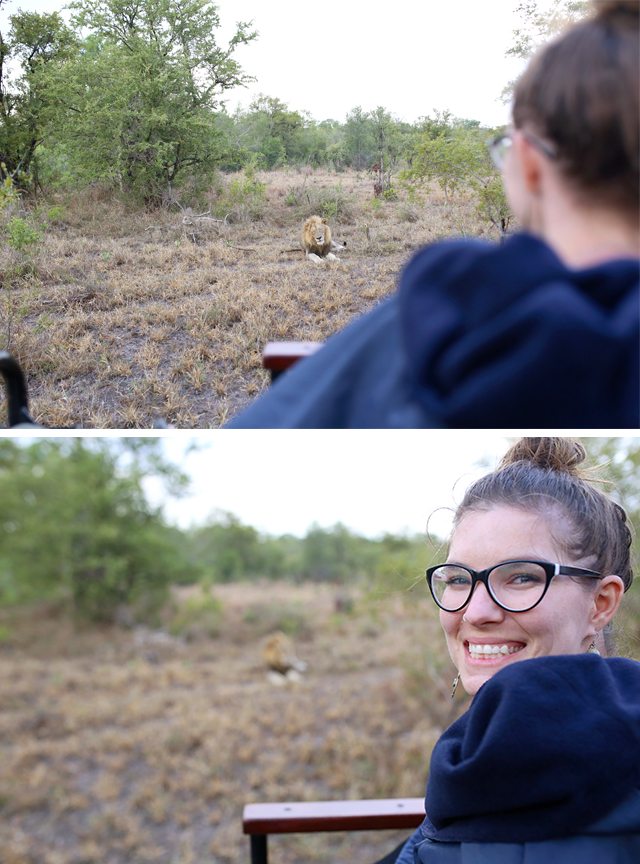 Safari at Kruger Travel Guide - What to Do - Lion Sighting on Driving Safari at Tintswalo Safari Lodge