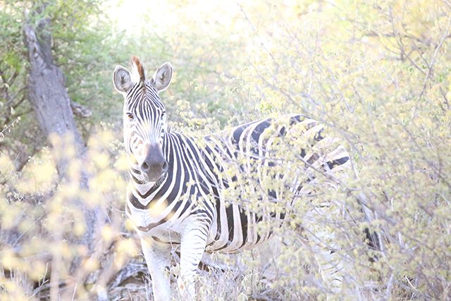 Safari at Kruger Travel Guide - What to Do - Zebras on Driving Safari at Africa on Foot