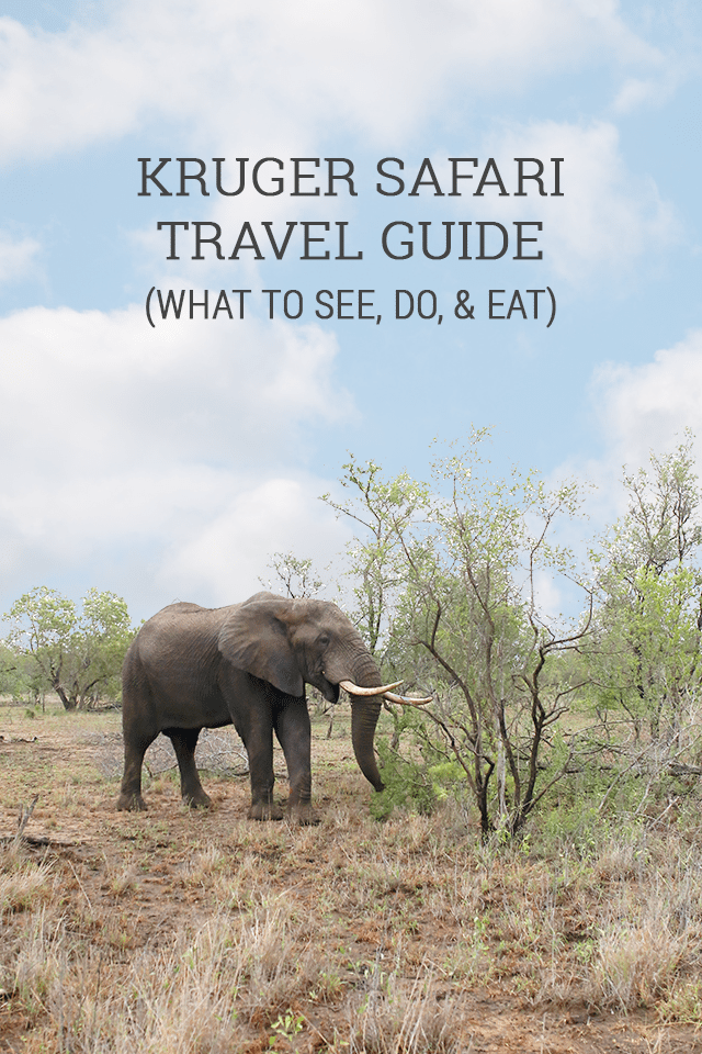 Safari at Kruger Travel Guide - What to See Do & Eat in the Kruger National Park Aarea