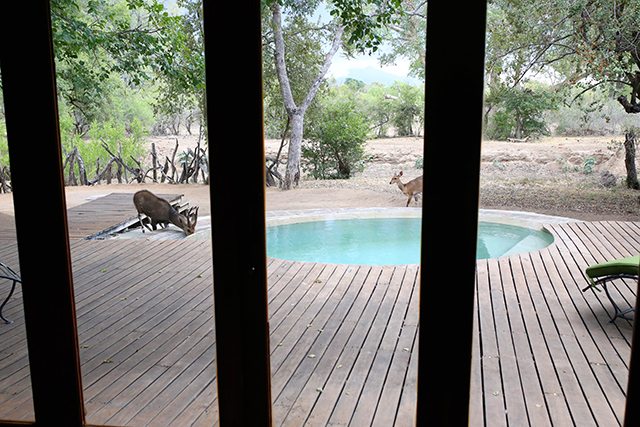 Safari at Kruger Travel Guide - Where to Stay - Bushbuck Antelope Drinking for the Pool at Tintswalo Safari Lodge