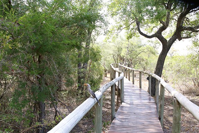 Safari at Kruger Travel Guide - Where to Stay - Hornbill Bird on the Walkway at Tintswalo Safari Lodge