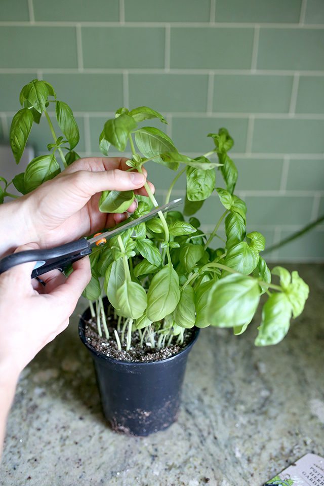 How to Grow Basil From Cuttings - Step 1