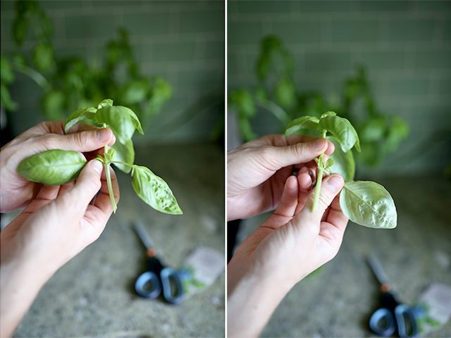 How to Grow Basil From Cuttings - Step 2