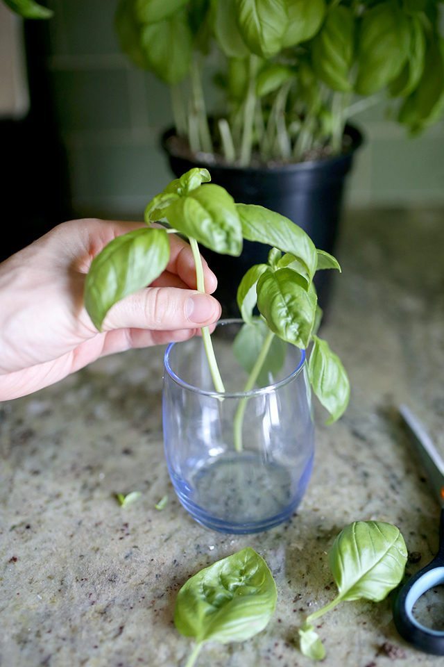 How to Grow Basil From Cuttings - Step 3