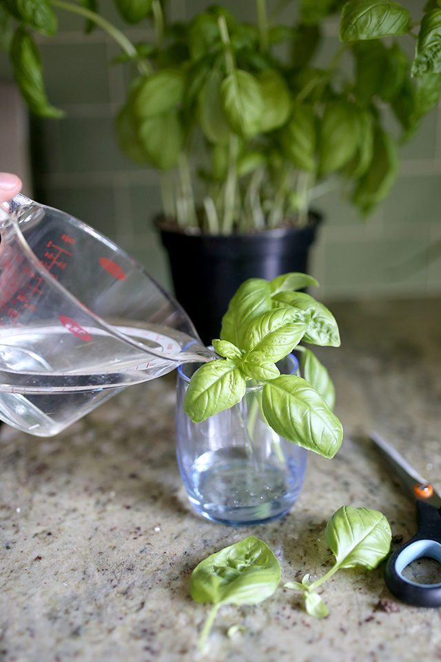 How to Grow Basil From Cuttings - Step 4