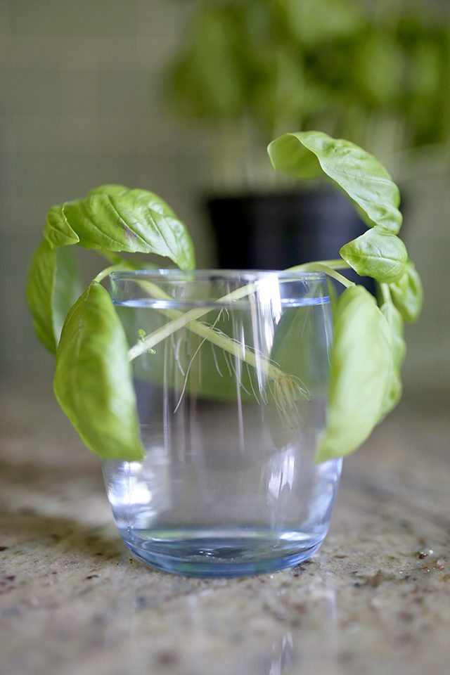 How to Grow Basil From Cuttings - Step 5
