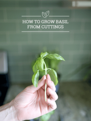 How to Grow Basil from Cuttings – Buy 1 Plant, Grow 10! thumbnail