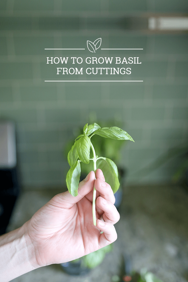 How to Grow Basil from Cuttings