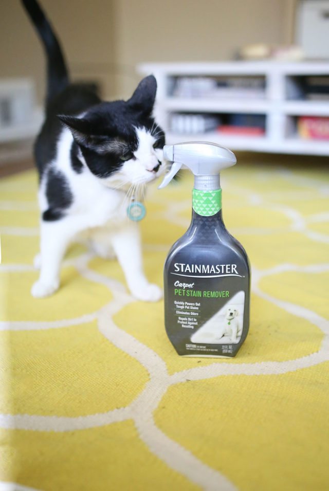 Carpet-Cleaner-for-Pet-Messes
