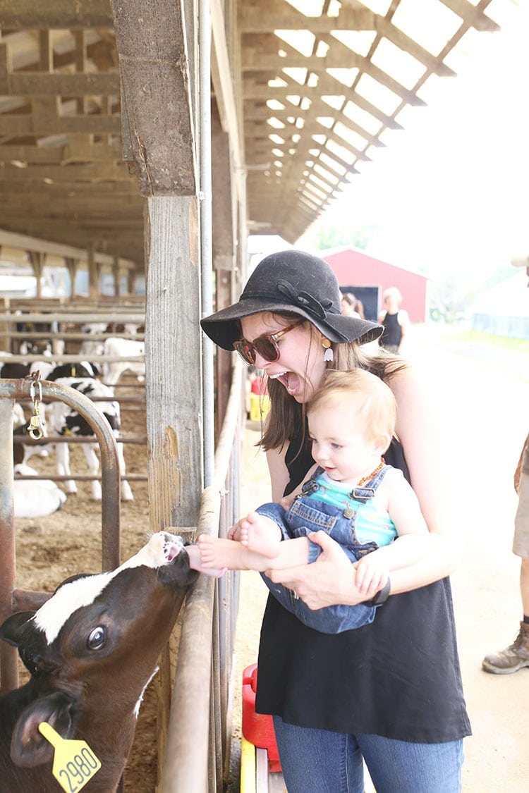 Touring the Cabot Cheese Cooperative Kayhart Brothers Dairy Farm with Milk Cows