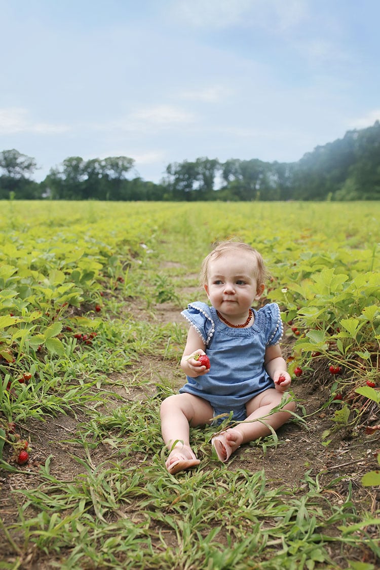 Berry Picking in Burlington Vermont